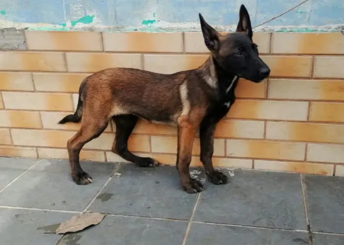Malinois fêmea