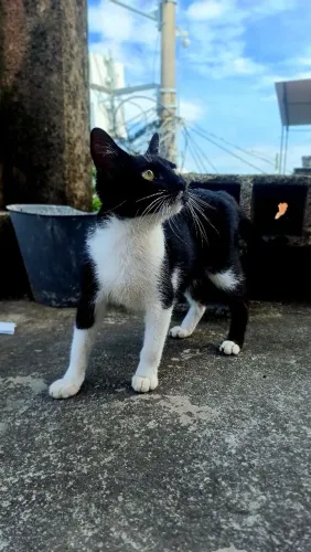 Doação desse lindo gatinho macho ( 7 meses)