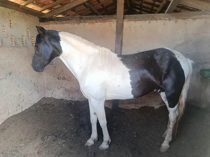 Cavalo manga larga machado