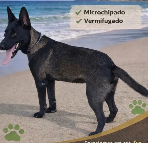 Vendo último filhote de pastor belga malinois