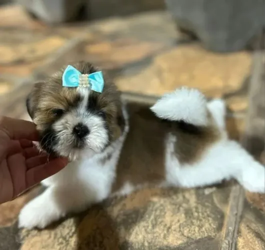 Shih tzu Filhotes mini shih tzu Femeas em promoção