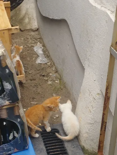 Doação de gatinhos