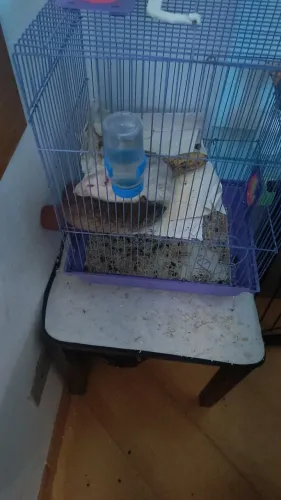 Doação de duas ratas Twister