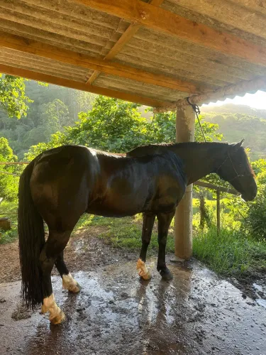 Cavalo crioulo