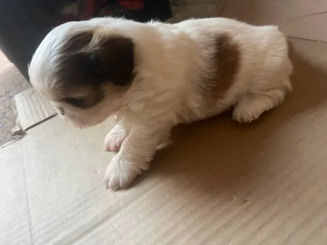 Vendo