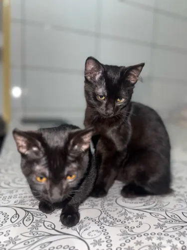 Doa-se gatos ?
