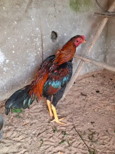 Vendo galo indio