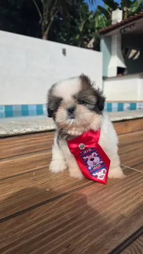 Shih tzu macho disponível para entrega.