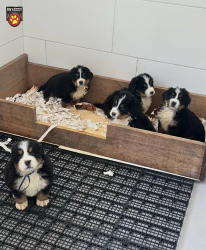Bernese Mountain Dog | Em até 12x sem juros