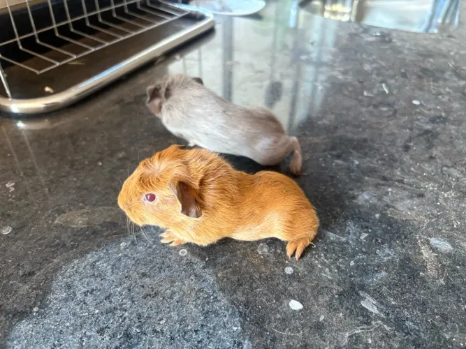 Vendo porquinhos da índia