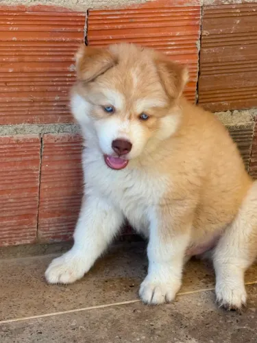 Husky siberiano filhote