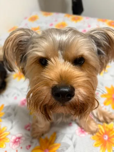 Adoção yorkshire terrier