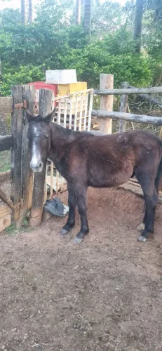 mini Ponei e mini boi e mini Vaca e mini-Cavalo a venda<br><br>Chamar no privado para negociação