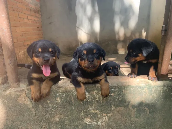 Rottweiler filhotes entrega hj