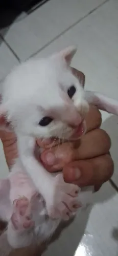 Gatos para doação 