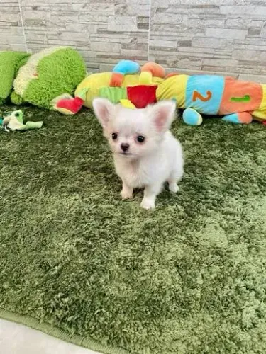 Chihuahua pelo longo filhotes 