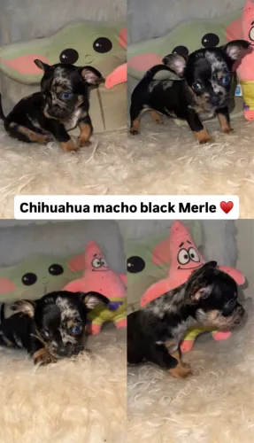 Chihuahua macho black Merle