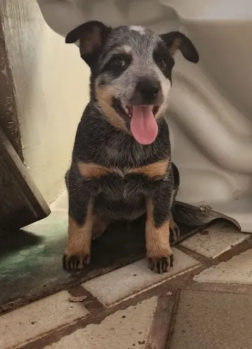 Boiadeiro- australiano