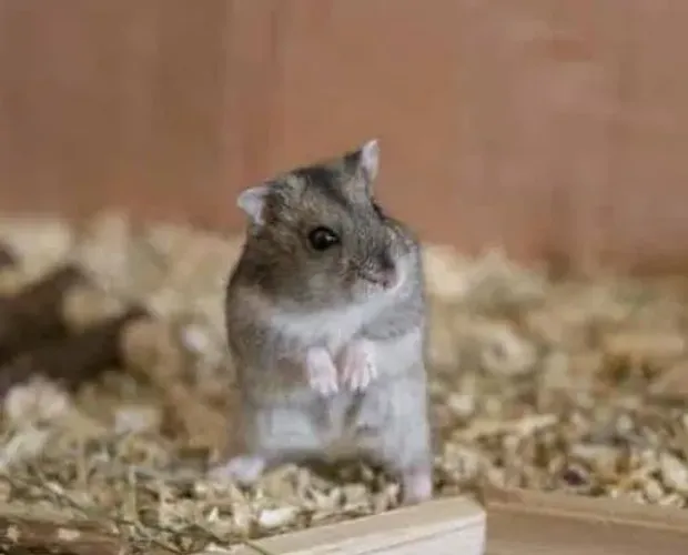 Hamster fêmea de 4 meses