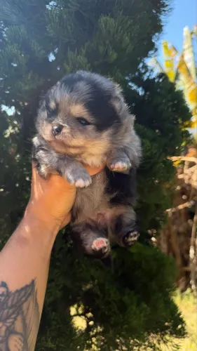 Lulu da pomerania / Spitz alemão merle 