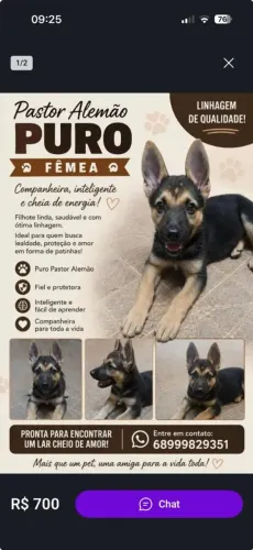 Vendo filhote de pastor alemão fêmea capa preta puro!