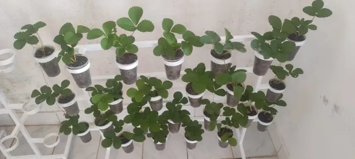 Mudas de Morango