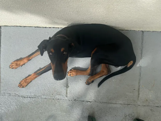 Doberman filhote - 8 meses
