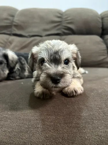 Filhotinhos de Schnauzer