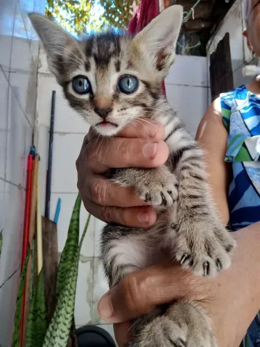 Gatinhos filhote para adoção