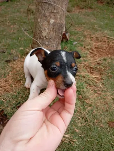 Pincher macho 