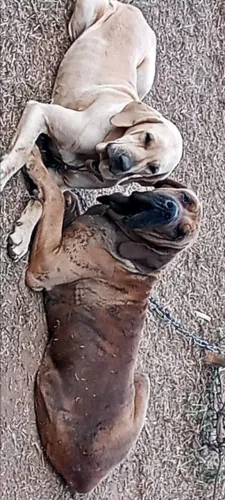 Doa_se fila brasileiro
