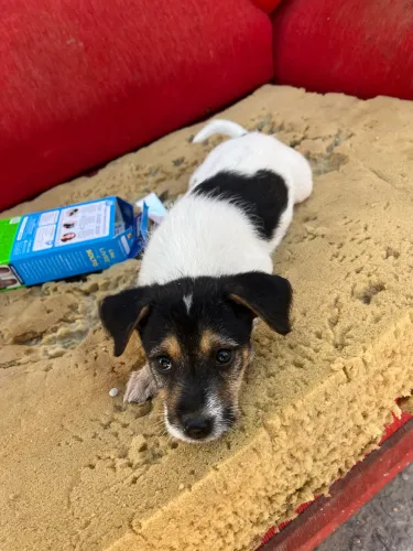 Cachorrinha fêmea SRD para adoção responsável.