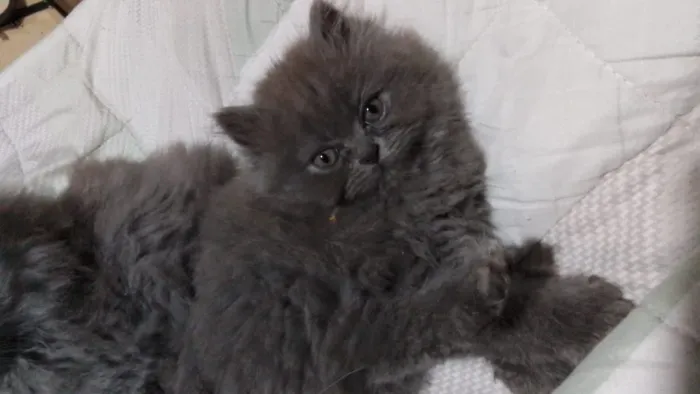 Lindo filhote de gato persa macho cinza puro.Parcelo.Entrego em Curitiba e região
