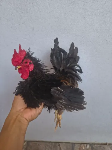 Casal de nanico frisado