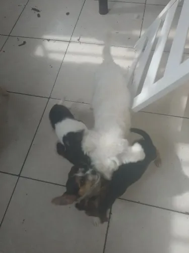 Doas cachorrinhos  poodle com vira lata 