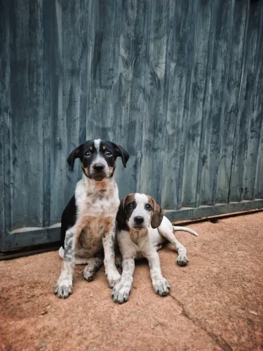 Doação cachorros