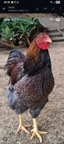 Critério Wyandotte