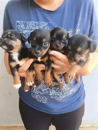 pinscher filhotes lindos e pequenos , entrego