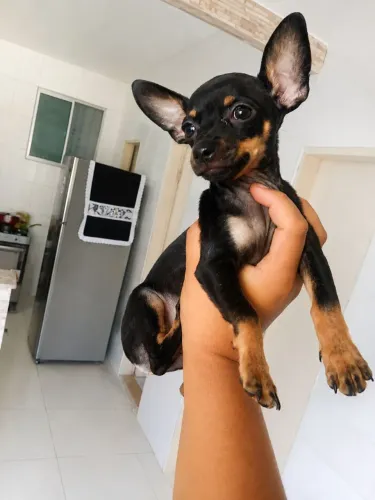 Filhote de pinscher