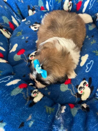 Shihtzus