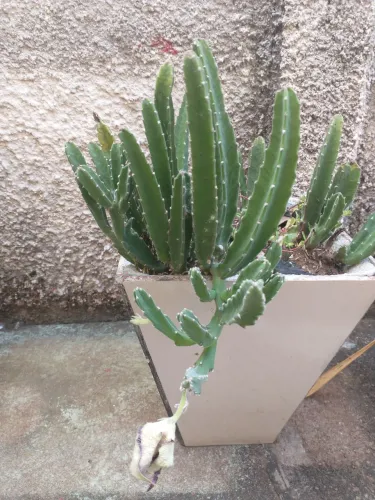 Vaso de cerâmica com planta cacto estrela