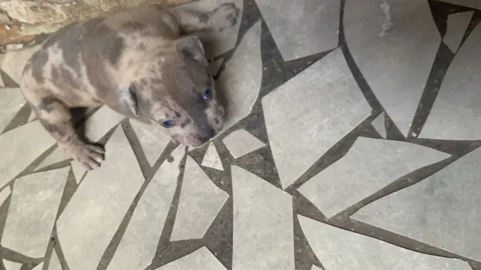 Cachorro 