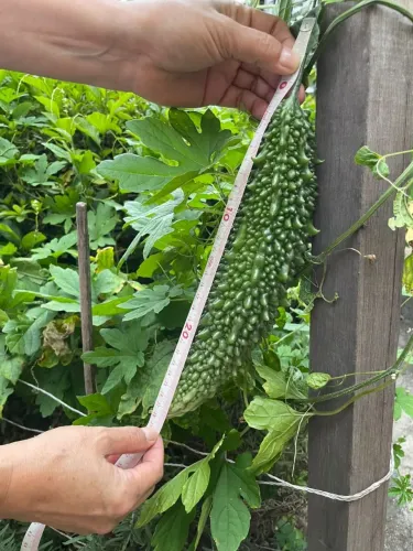 Semente nigagori verde escuro. Pacote com 30 unidades.