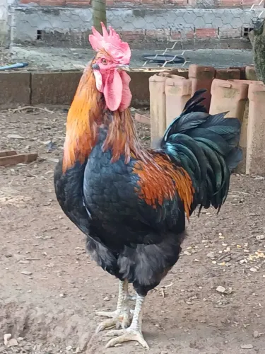 Galinha GSB balão