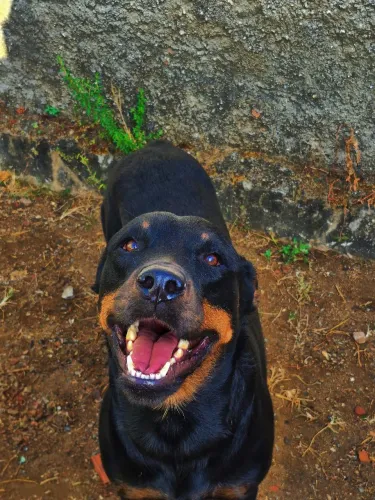 Rottweiler mansa doação 