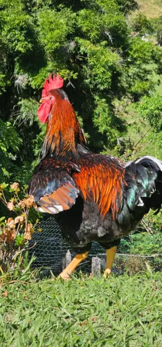 Ovos Galinha Balão GSB à Venda