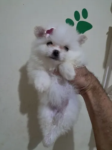 Spitz alemão micrissimas verdadeiras ursinhas