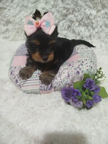 fêmea de york terrier com quase 2 meses