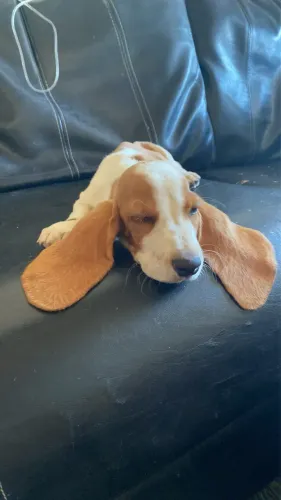 FILHOTES DE BASSET HOUND COM PEDIGREE