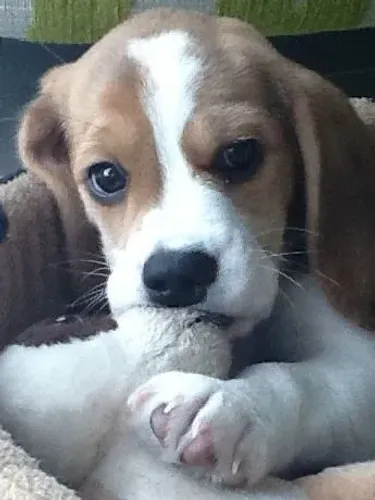 Beagle Cachorrinho com presença marcante